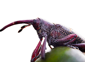 Heilipus Lauri Boheman