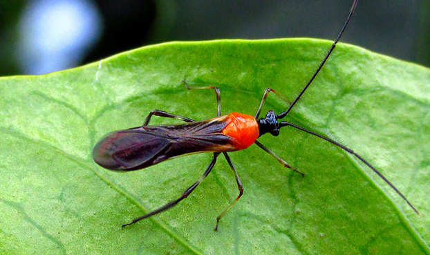 Monalonion Velezangeli