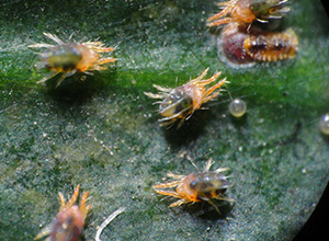 Ciclo de vida Oligonychus yothersi