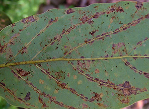 Daños ocasionados por Oligonychus yothersi