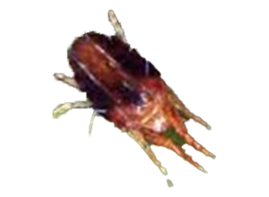 Oligonychus yothersi